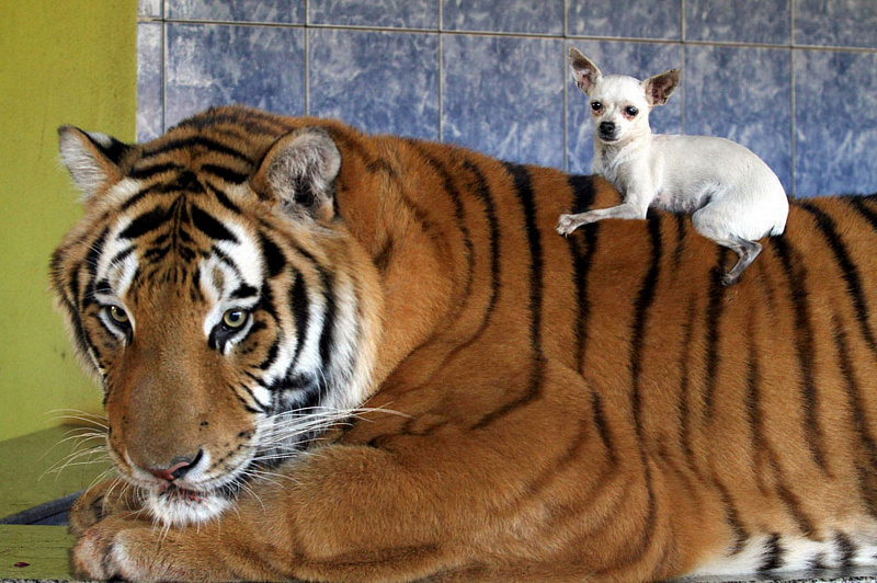 В бразильской семье живут домашние тигры