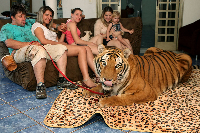 В бразильской семье живут домашние тигры