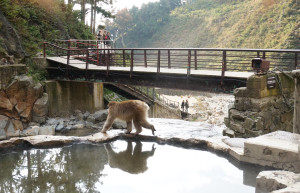 Парк обезьян Джигокудани (Jigokudani Monkey Park) — Япония | Место № 9